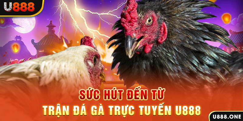 88 cl hòn gà chọi