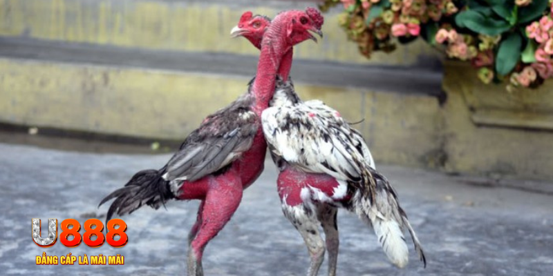 88 cl bàn cầu điểm số tay trước trong baccarat là gì