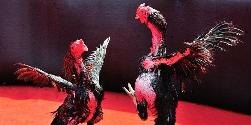 88 cl Spribe Điện Tử